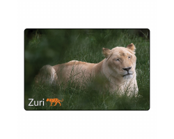 Magnet- Zuri