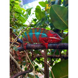 Adopt our Chameleon for 1 year for 1 year (Price includes delivery)