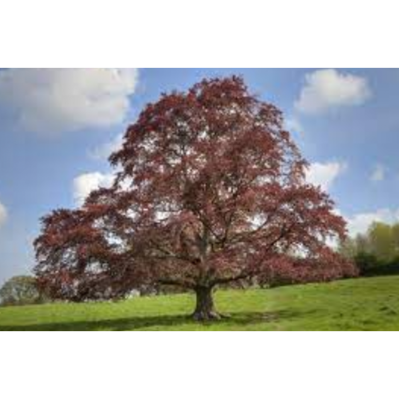 ‘Copper Beech’ Fagus sylvatica ‘Atropunicea’