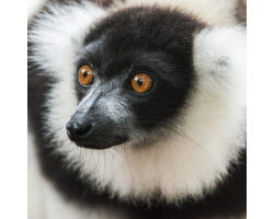 Black & White Ruffed Lemur