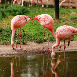 Greater Flamingo