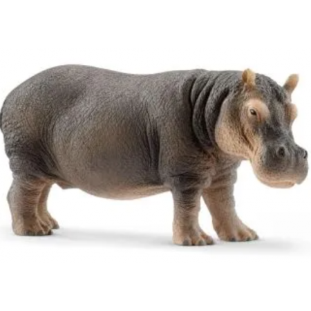 Adult Hippopotamus
