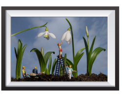 'Sprucing up the Snowdrops' Framed Photgraph