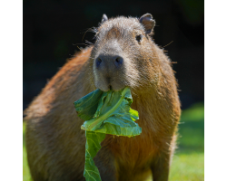 Capybara Gold Adoption