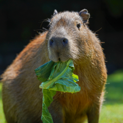 Capybara Gold Adoption