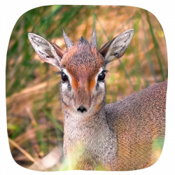Dik-dik Adoption