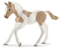 Paint Horse Foal