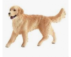 Golden Retriever, Female