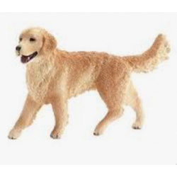 Golden Retriever, Female