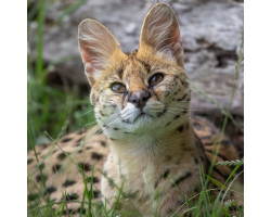 Serval