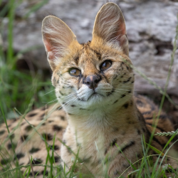 Serval