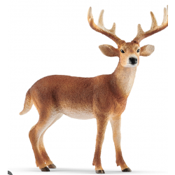 White-tailed buck