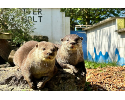 Adopt our Romp of Asian Short-Clawed Otters for 1 year (Price includes delivery)