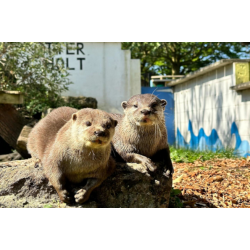 Adopt our Romp of Asian Short-Clawed Otters for 1 year (Price includes delivery)