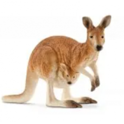 Kangaroo