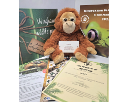 Orangutan Adoption Gift Box (inc. delivery)