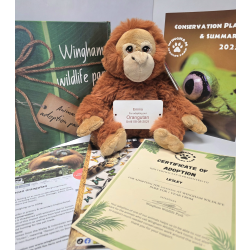 Orangutan Adoption Gift Box (inc. delivery)
