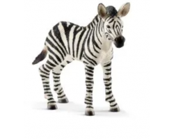 Zebra foal