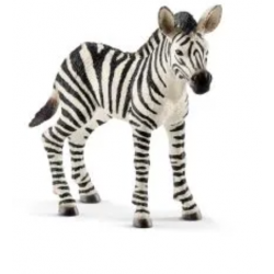 Zebra foal