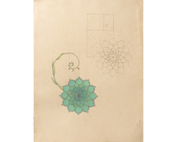 Fractal Progression in a Succulent Plant (Print) by Laura Taylor