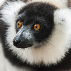 Black & White Ruffed Lemur