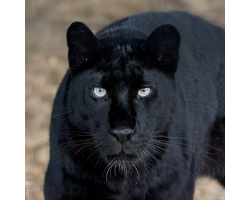 Black Leopard