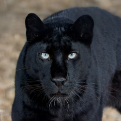 Black Leopard