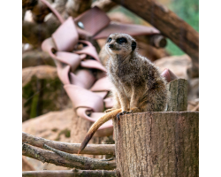 Meerkat Silver Adoption