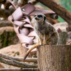 Meerkat Silver Adoption