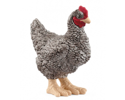 Plymouth Rock Chicken