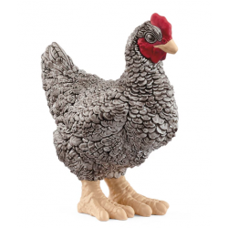Plymouth Rock Chicken