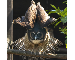 Brown Owl