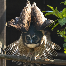 Brown Owl