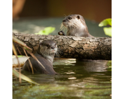 Asian Short Clawed Otter