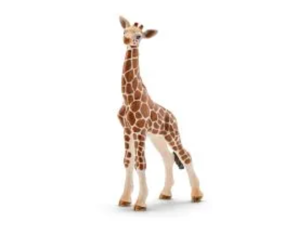 giraffe-calf