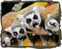 Lemur Adoption