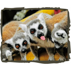 Lemur Adoption