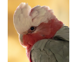 Galah