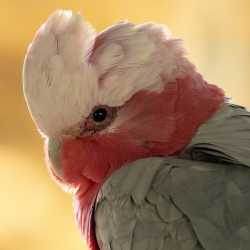 Galah