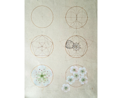 Geometrical Analysis of Hawthorn Flowers. A point of One-ness to the Eminence of Being by Laura Taylor
