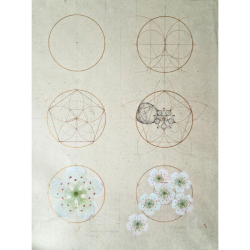 Geometrical Analysis of Hawthorn Flowers. A point of One-ness to the Eminence of Being by Laura Taylor