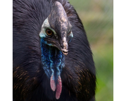 Cassowary