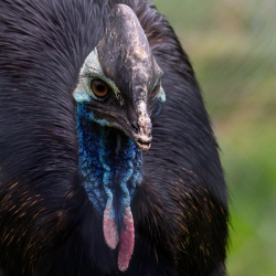 Cassowary