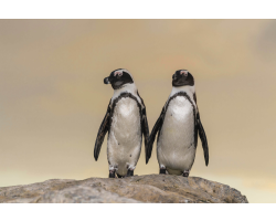 African Penguins