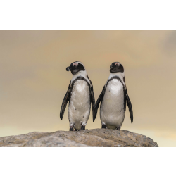 African Penguins