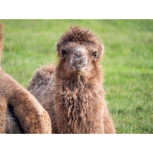Camel Adoption