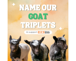 Name our Goat Triplets