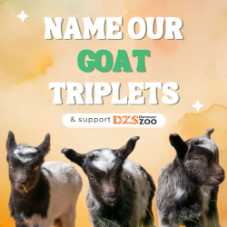 Name our Goat Triplets