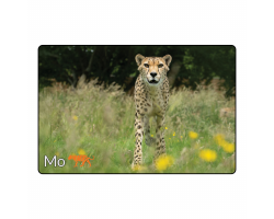 Magnet- Mo