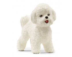 Bichon Frise